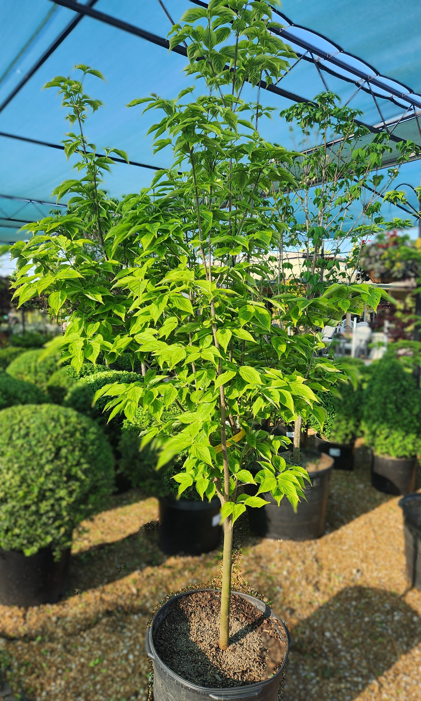 Dogwood, Oriental / Kousa Hybrid 'Celestial Shadow' (Cornus)
