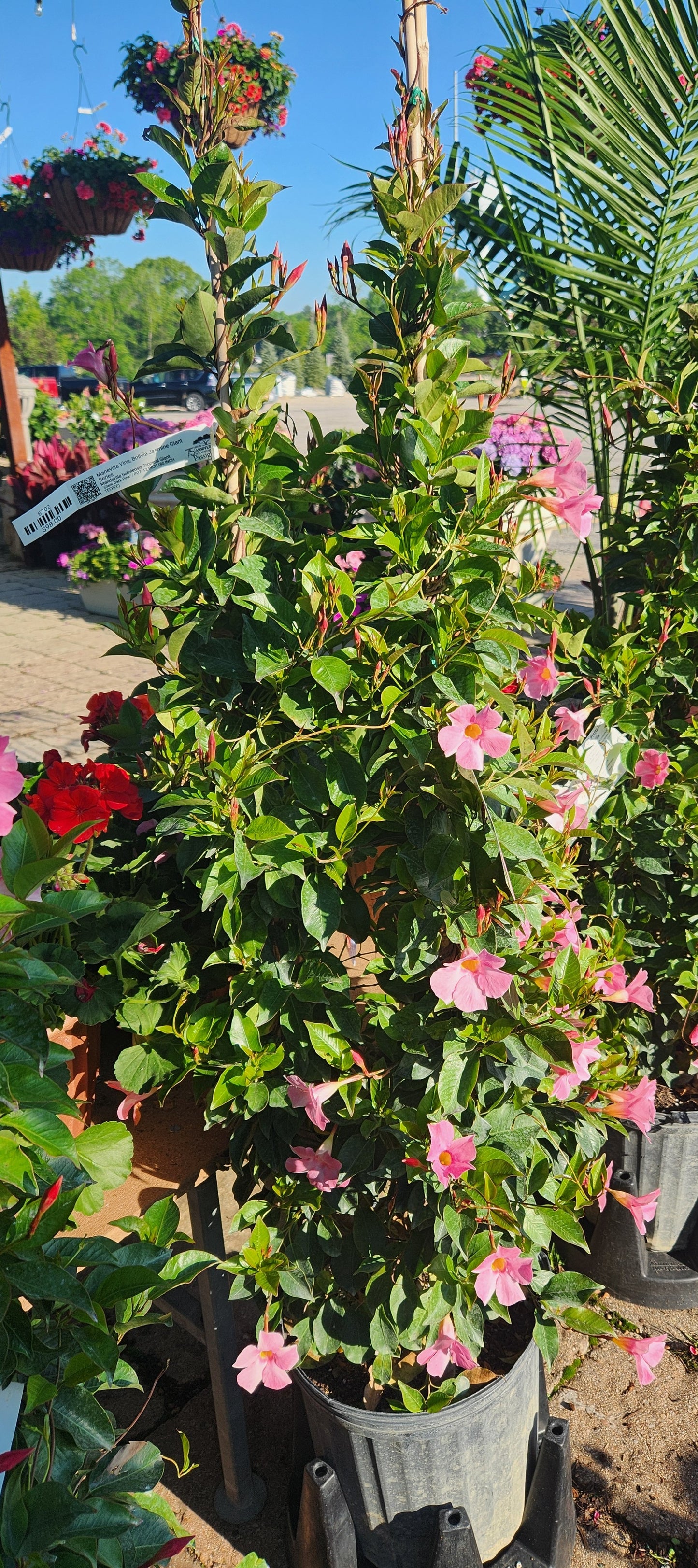 Vine, Mandevilla / Bolivia Jasmine Sun Parasol Giant Series