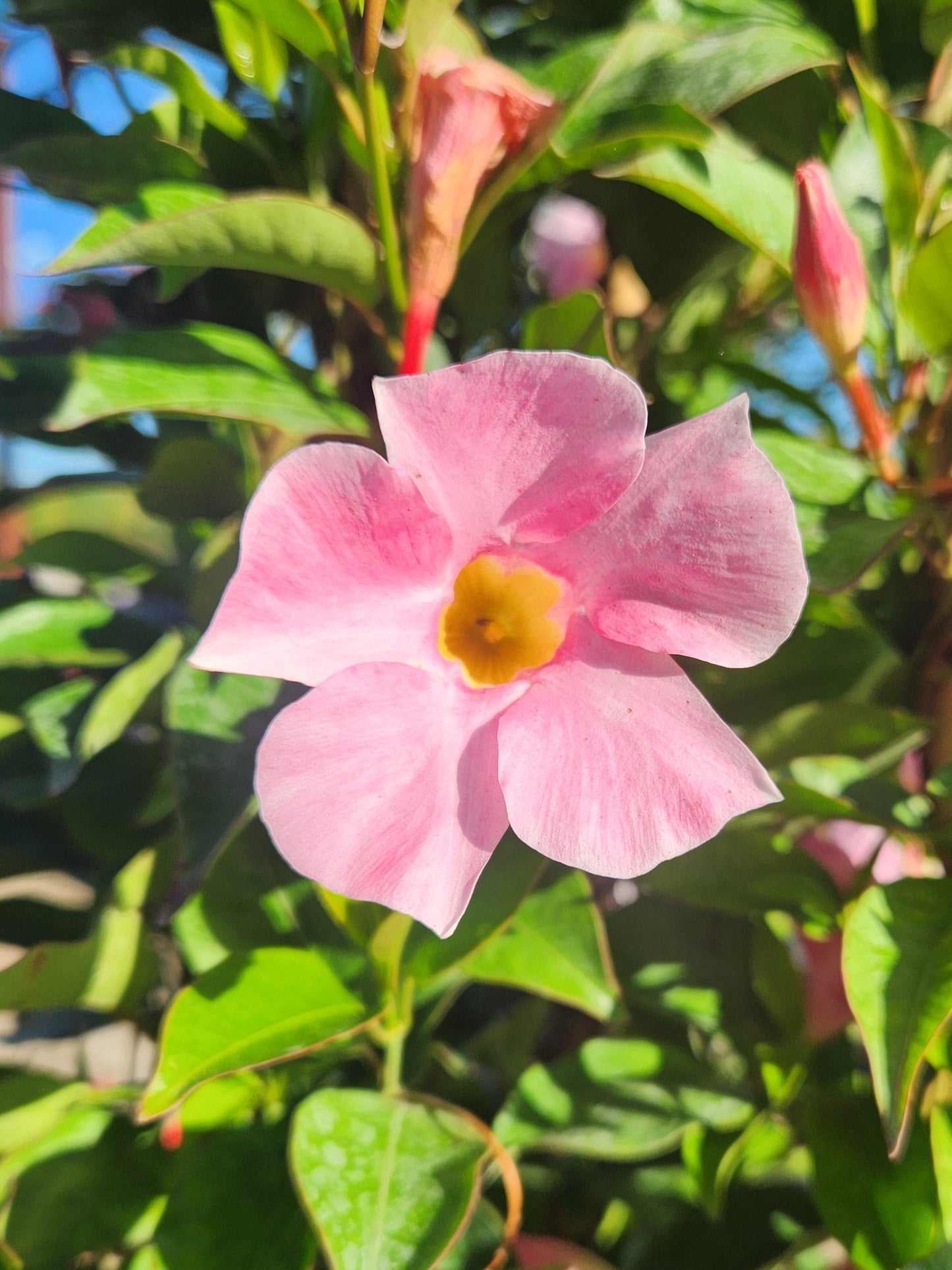Vine, Mandevilla / Bolivia Jasmine Sun Parasol Giant Series