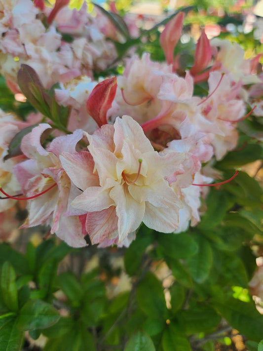 Azalea, Deciduous Exbury 'Cannon's Double' (Rhododendron)