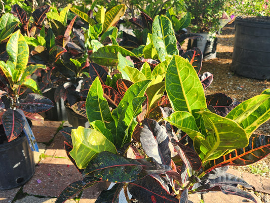 Croton 'Petra' (Codiaeum)