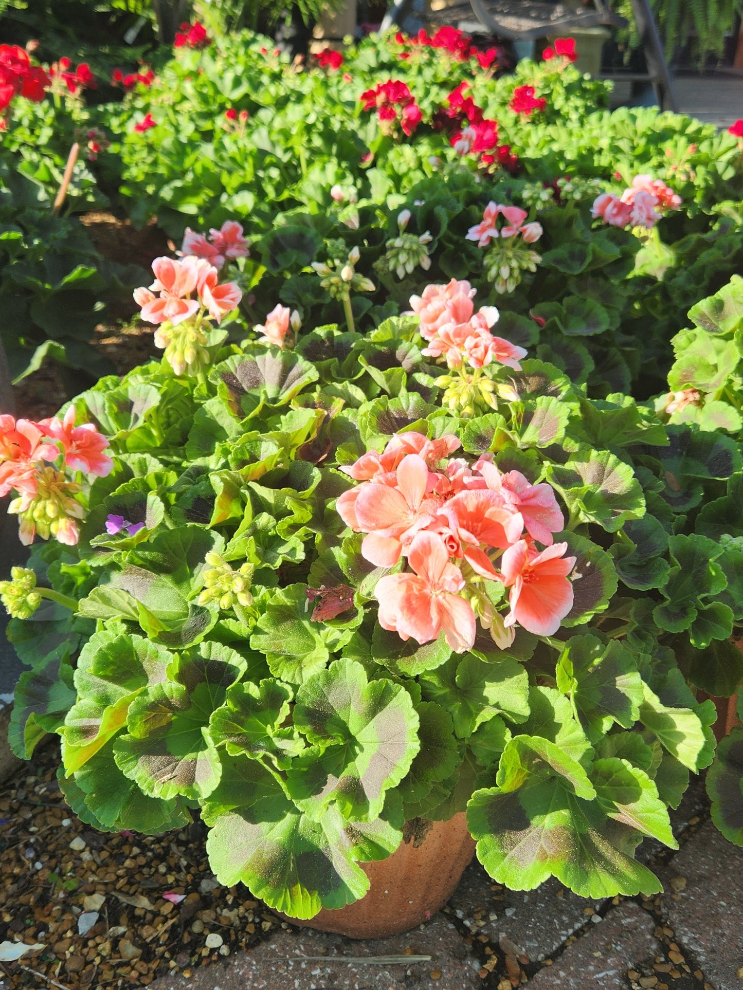 Geranium, Flowering Zonal Series (Pelargonium)