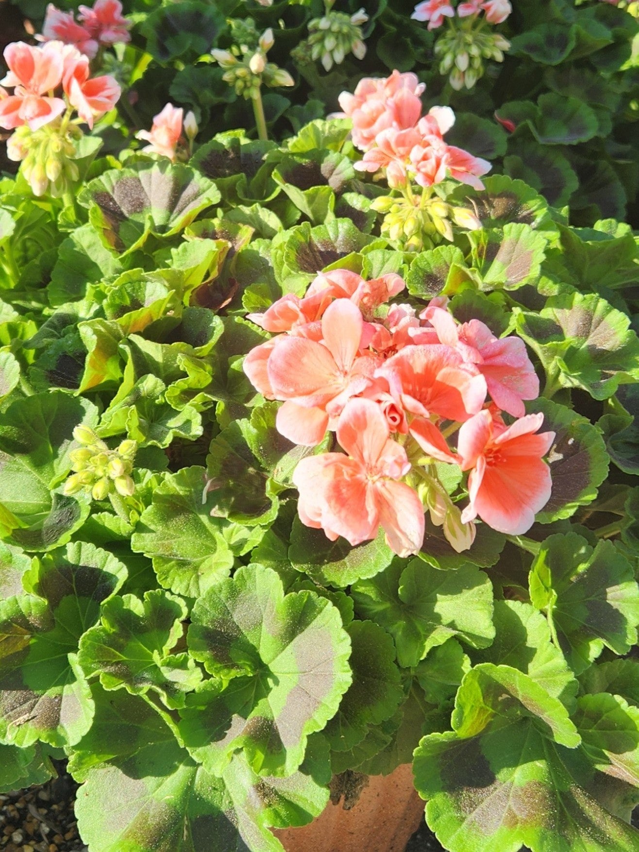 Geranium, Flowering Zonal Series (Pelargonium)