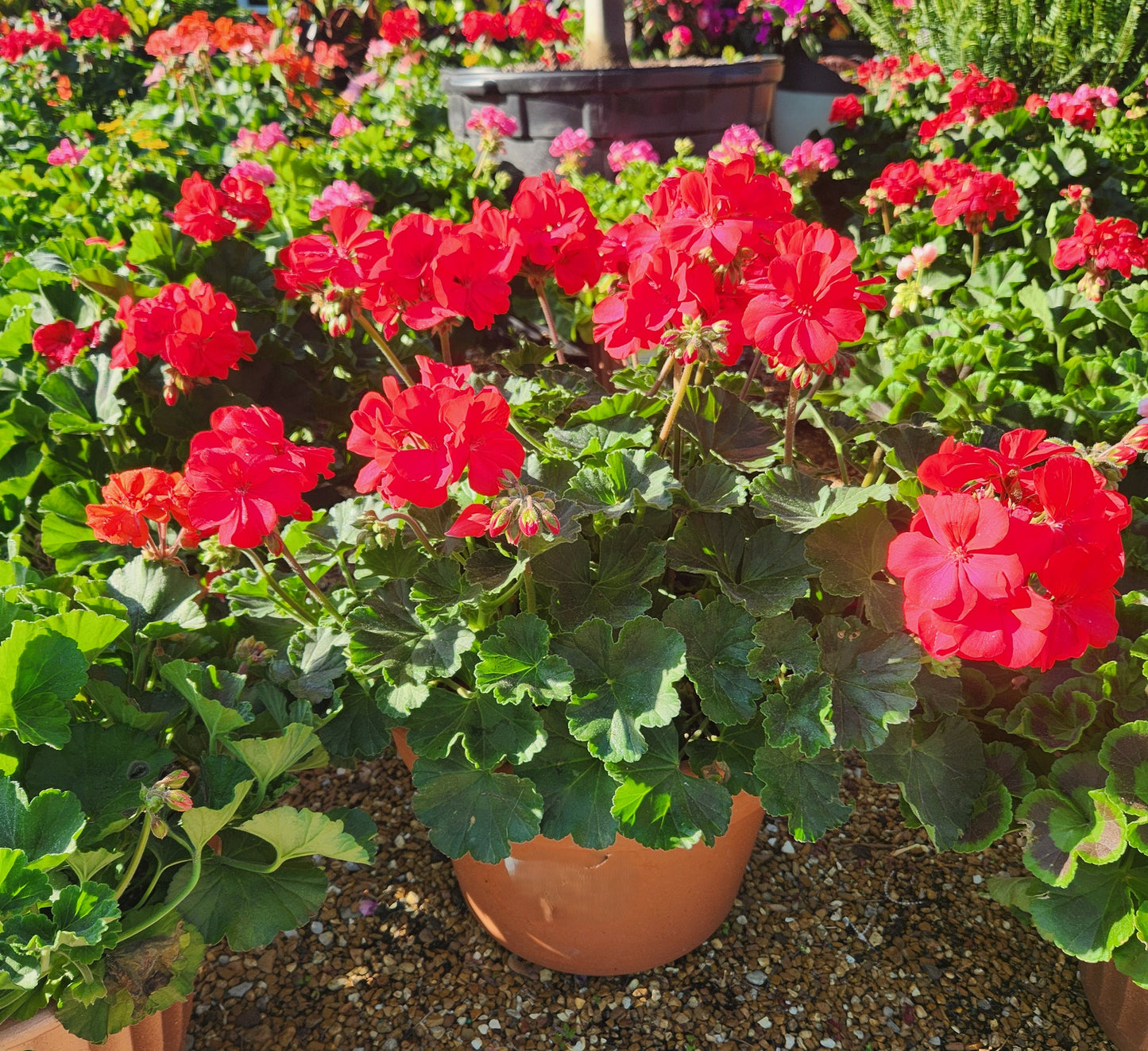 Geranium, Flowering Zonal Series (Pelargonium)
