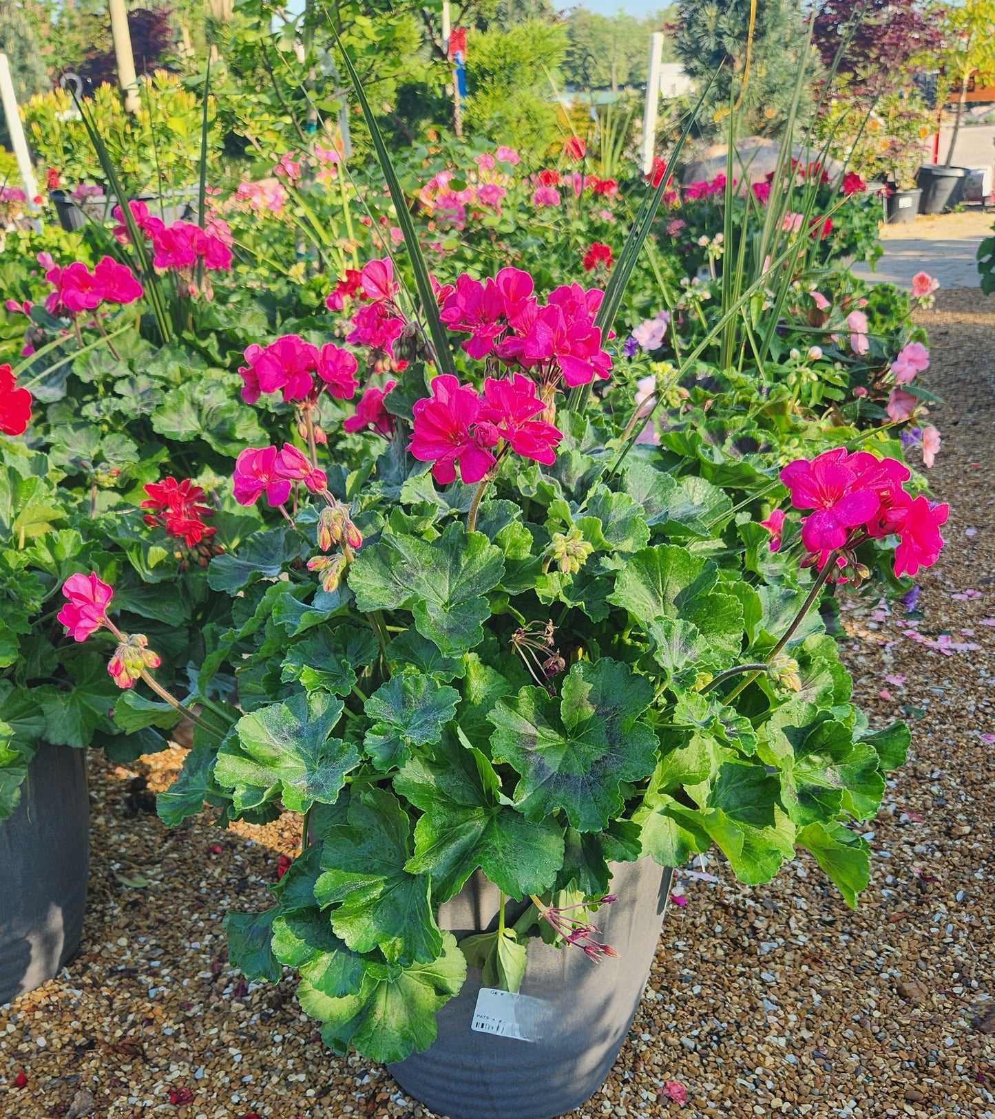 Geranium, Flowering Zonal Series (Pelargonium)