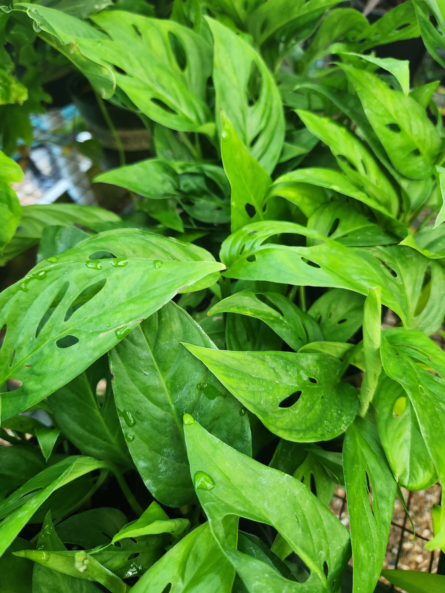 Philodendron, Swiss Cheese Plant Adanson's (Monstera)
