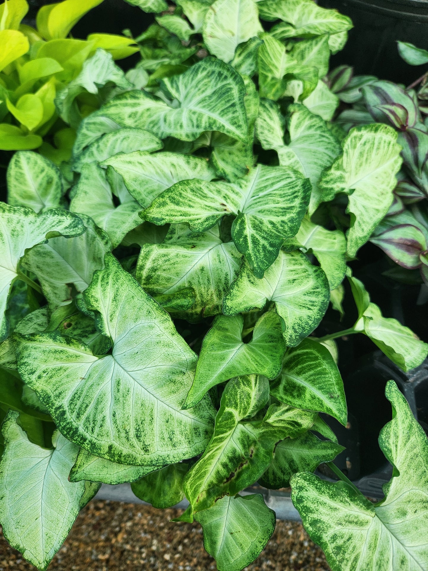 Arrowhead, Varieties (Syngonium)