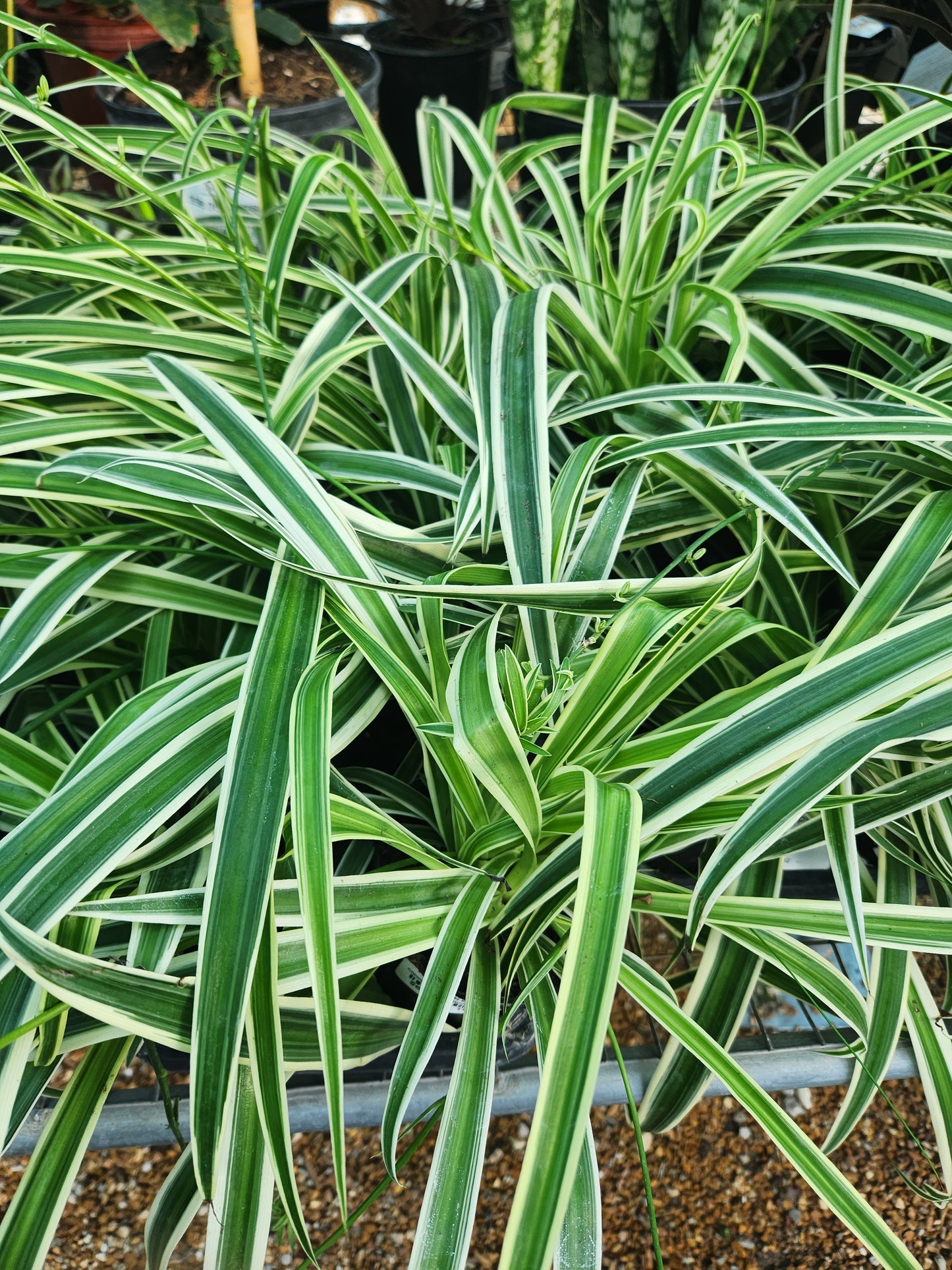 Spider Plant, Varigated 'Reverse' (Chlorophytum)