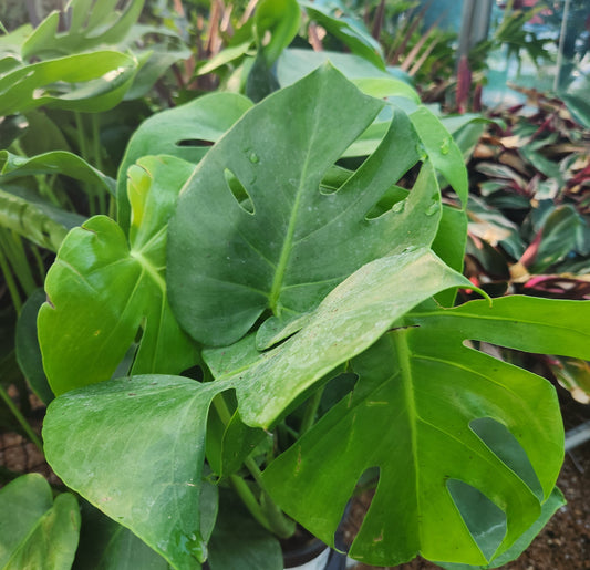 Philodendron, Split-Leaf (Monstera)