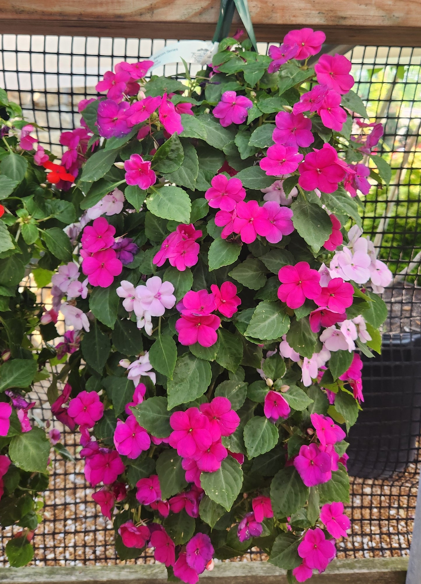 Impatiens, Beacon Series (Impatiens)