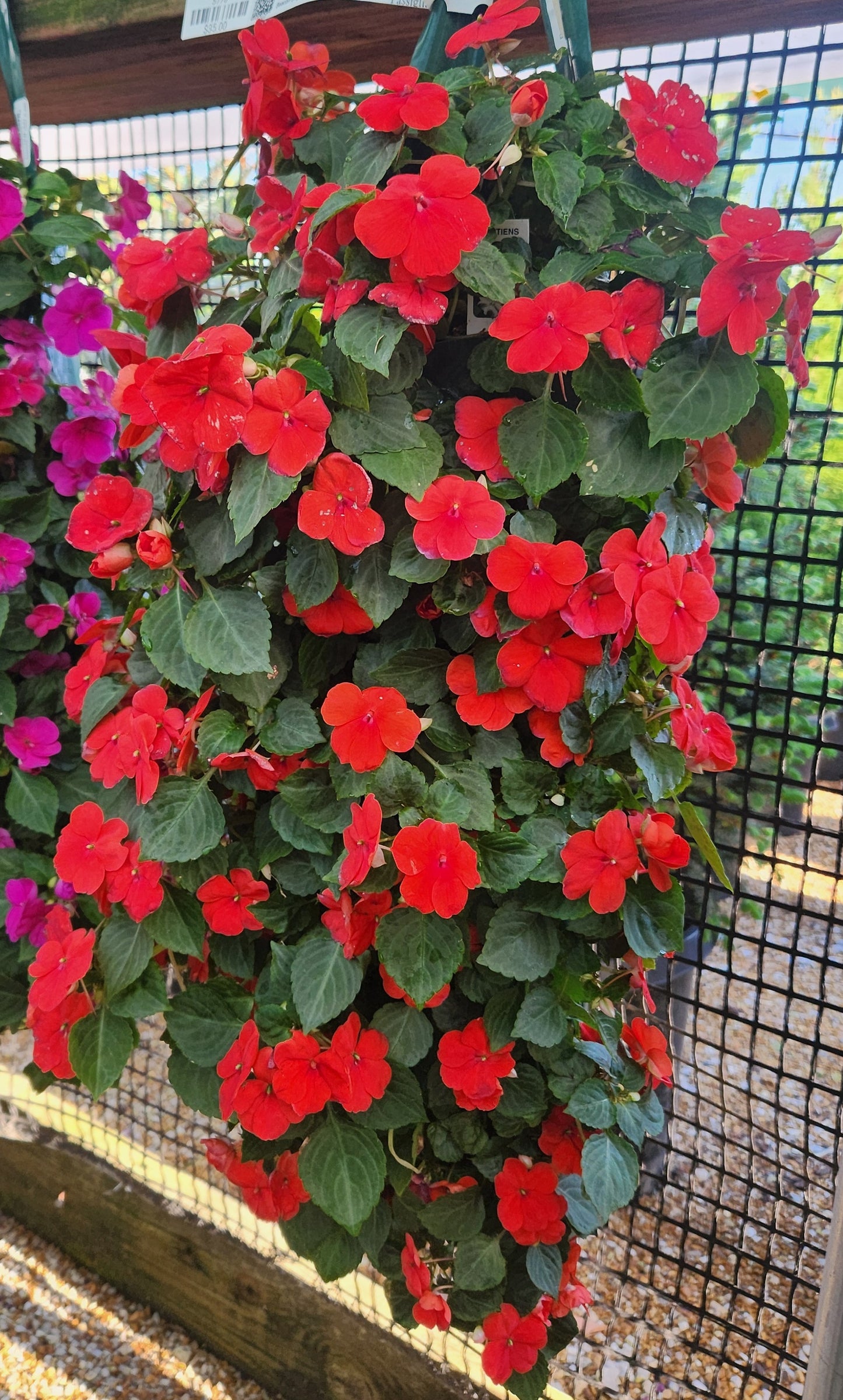 Impatiens, Beacon Series (Impatiens)