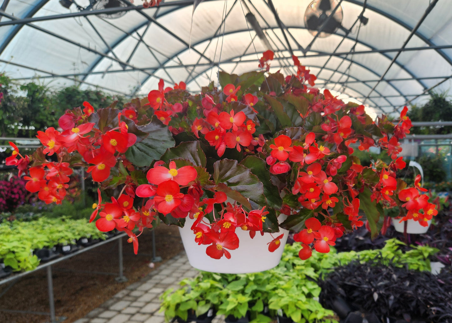 Begonia, Spreading Hula (Begonia)