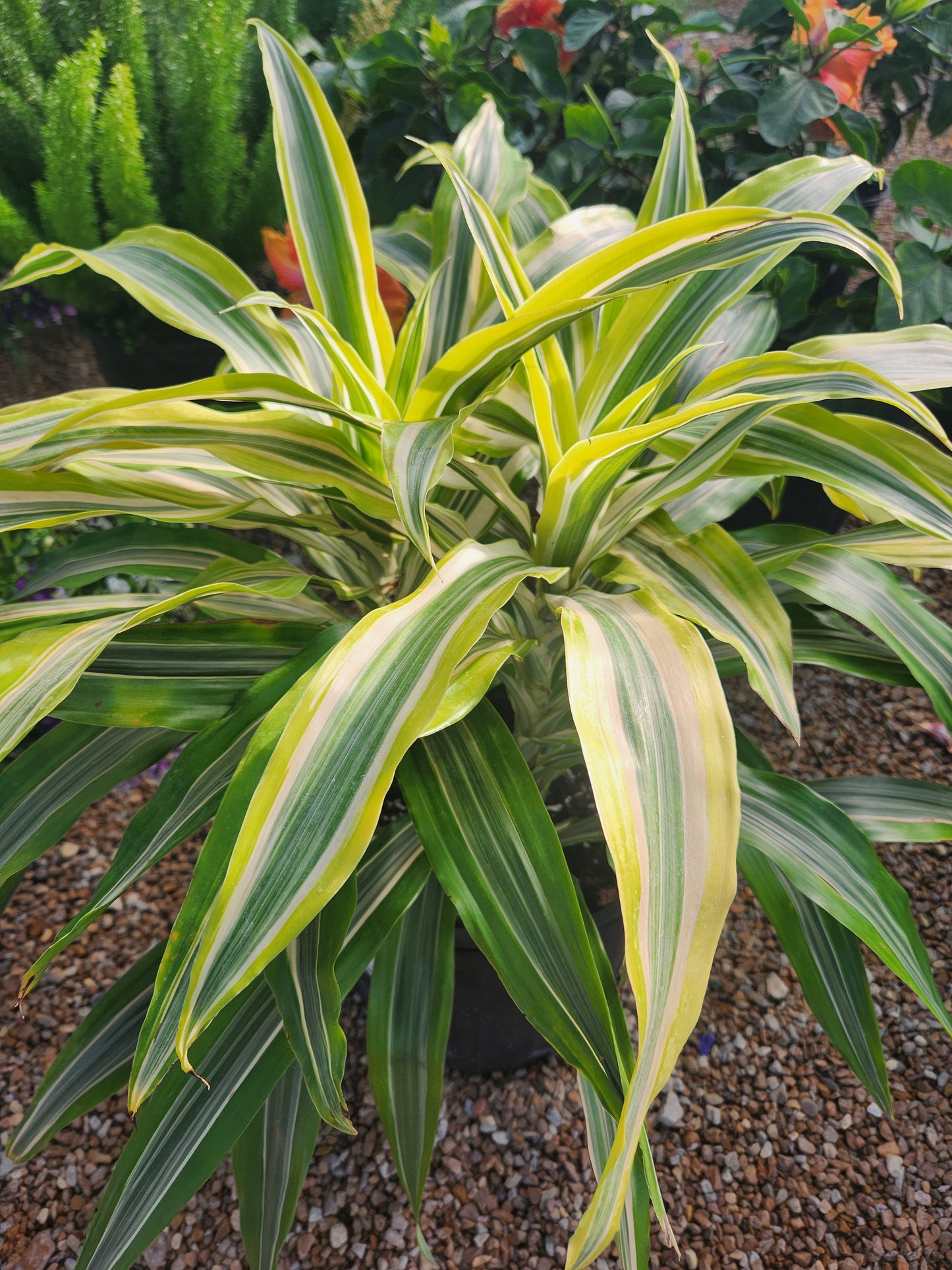 Corn Plant 'Marley' (Dracaena)