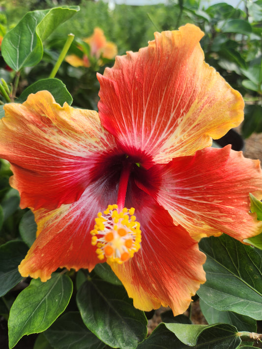 Hibiscus, Hawaiian / China Rose "Tropical Fiesta Series" (Hibiscus)