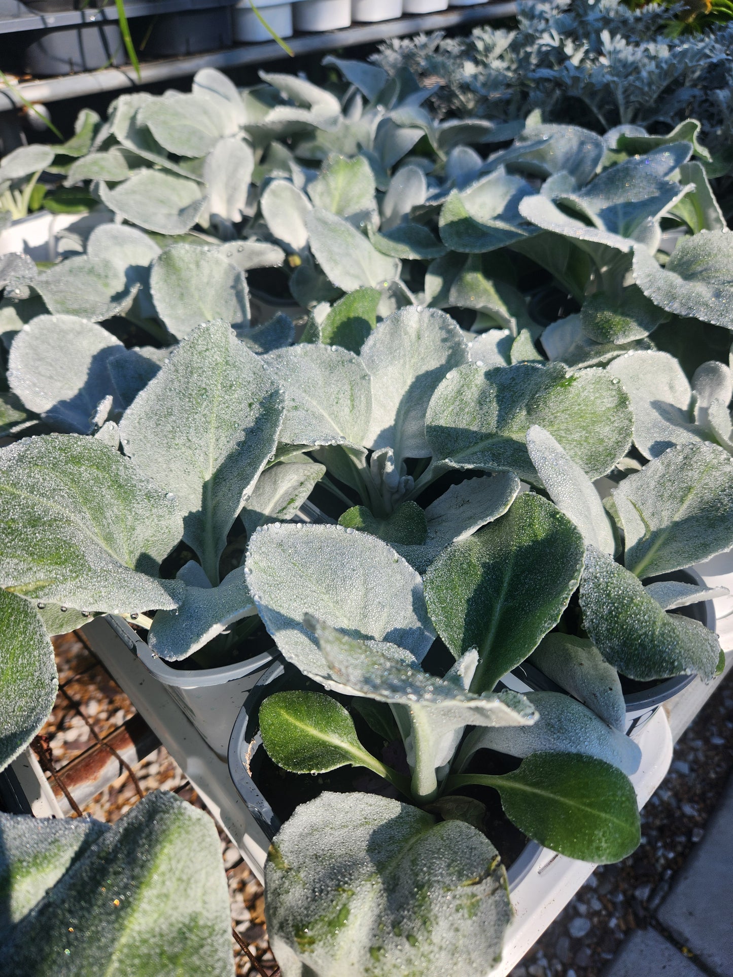 Sea Cabbage 'Angel Wings' (Senecio)