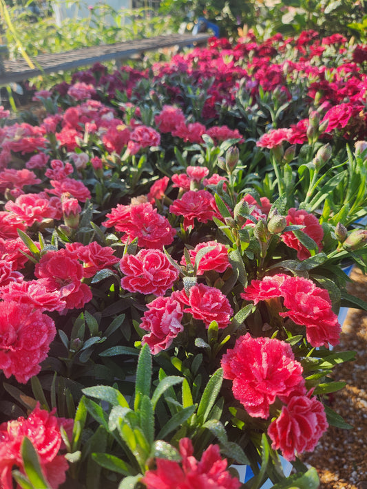 Pinks, Carnation Clove Miniature Varieties (Dianthus)