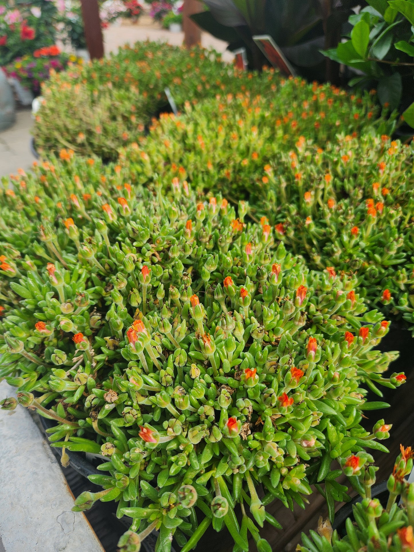 Hardy Ice Plant 'Orange Crush' (Delosperma)