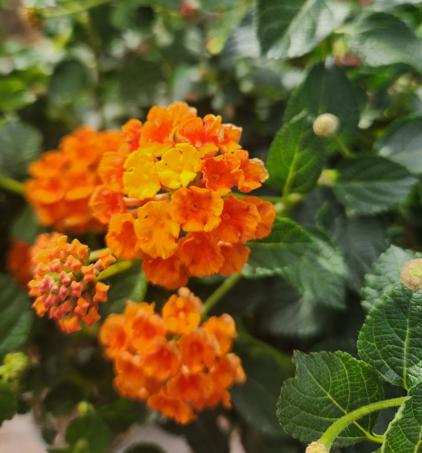 Calico Bush 'Tangerine' (Lantana) Patio Tree