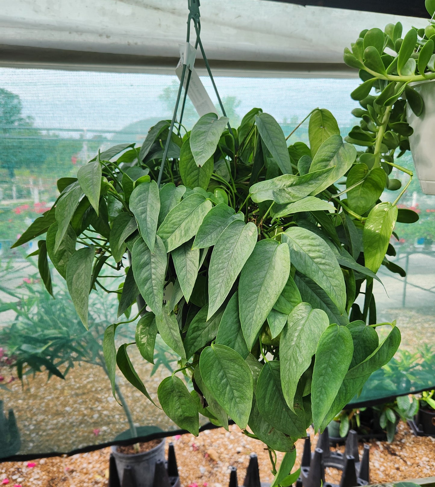 Vine, Pothos 'Cedu Blue' (Epipremnum)