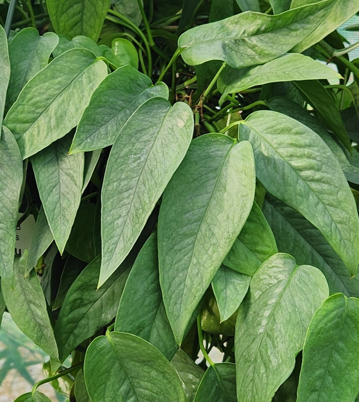 Vine, Pothos 'Cedu Blue' (Epipremnum)