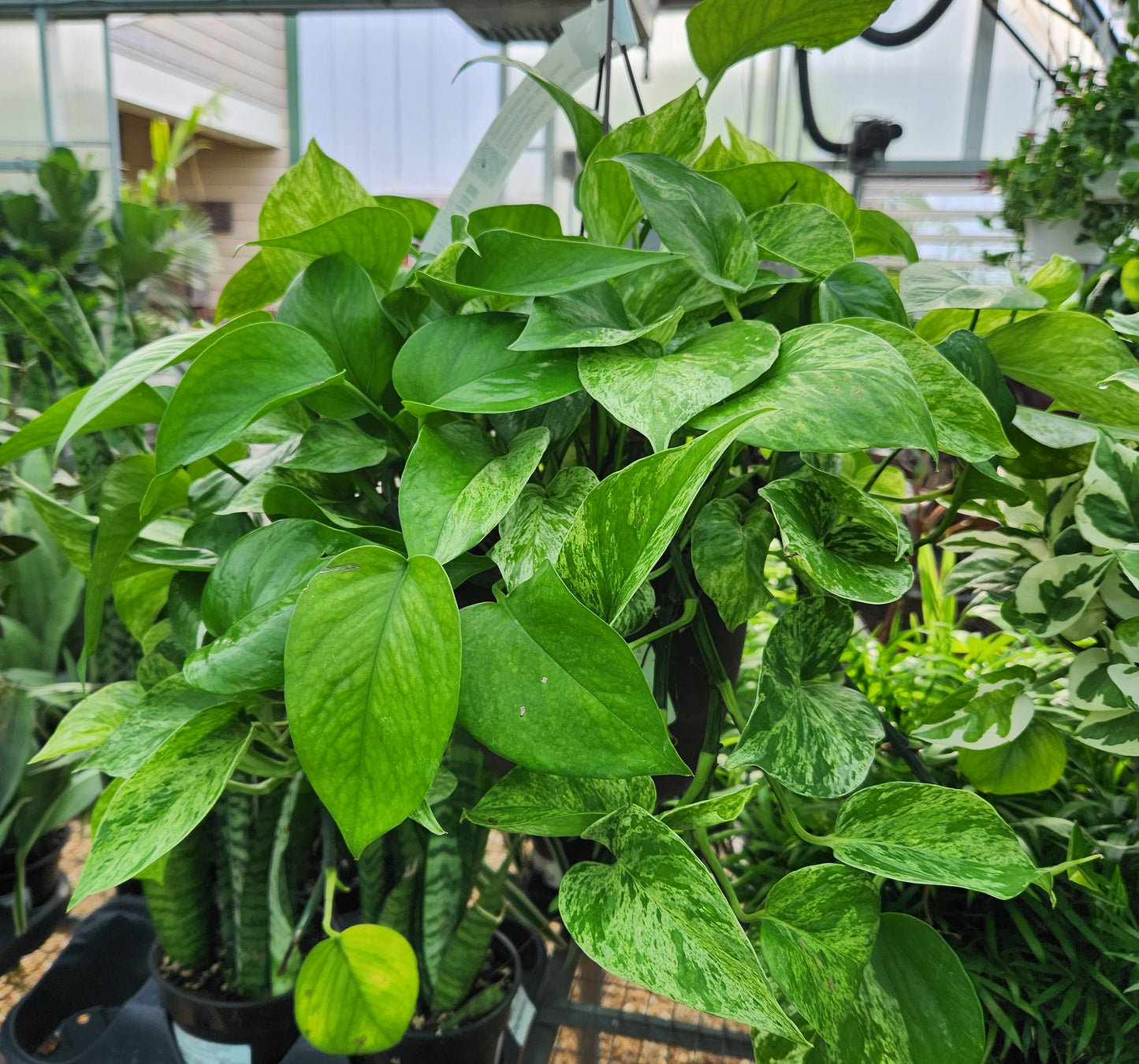 Pothos, Variegated 'Marble Queen' (Epipremnum)