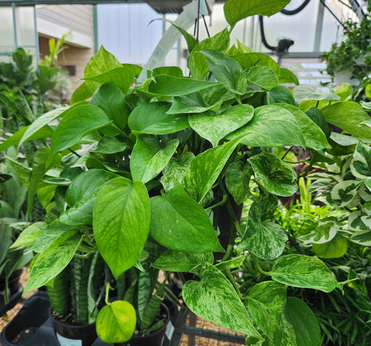 Pothos, Variegated 'Marble Queen' (Epipremnum)