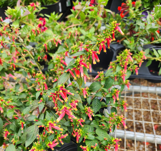Firecracker Plant (Cuphea)