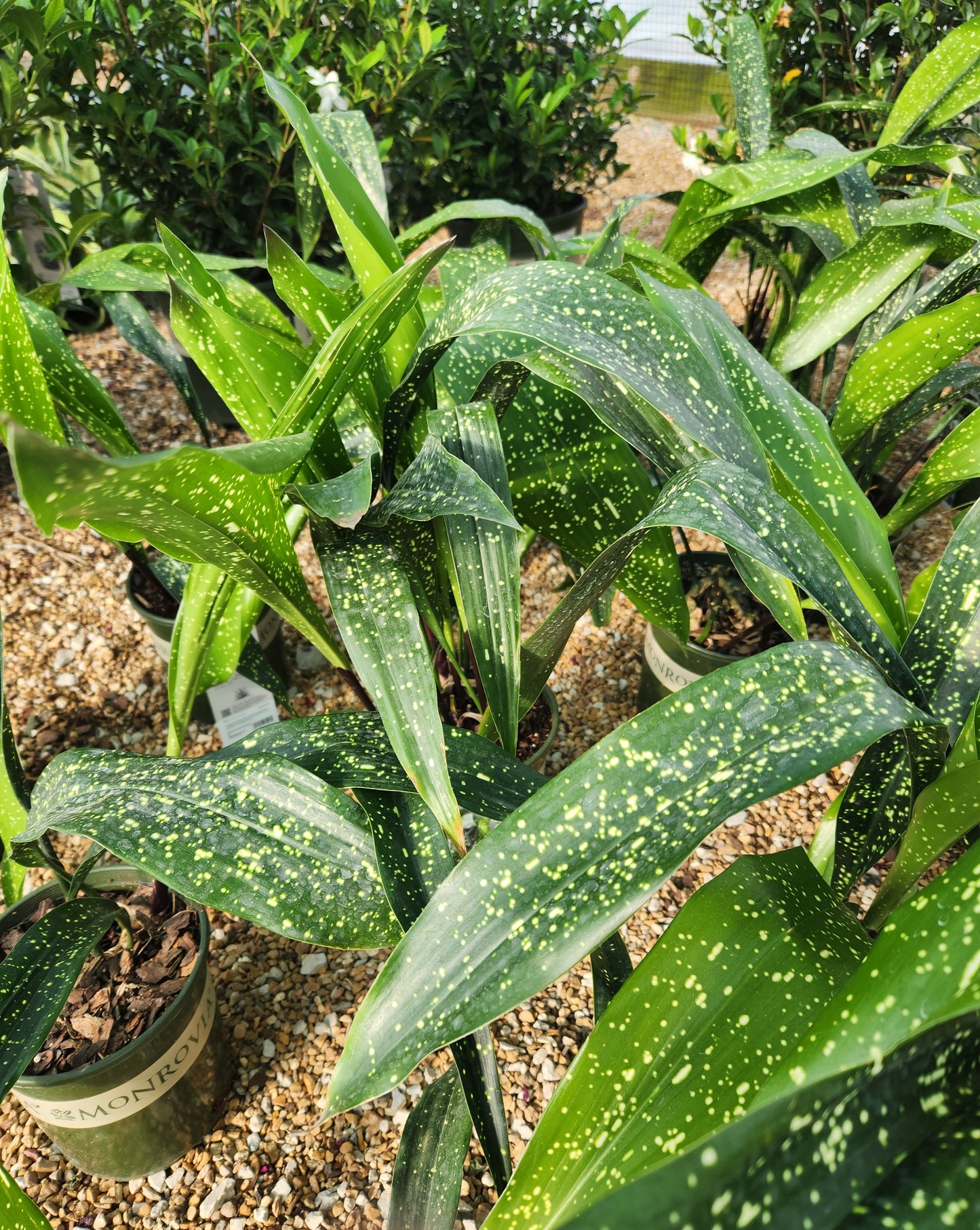 Cast Iron Plant 'Spek-tacular' (Aspidistra)