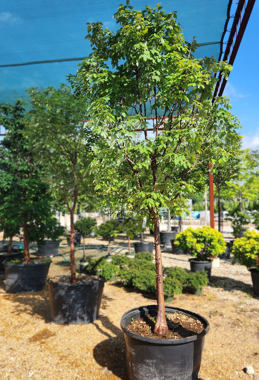 Maple, Paperbark (Acer)