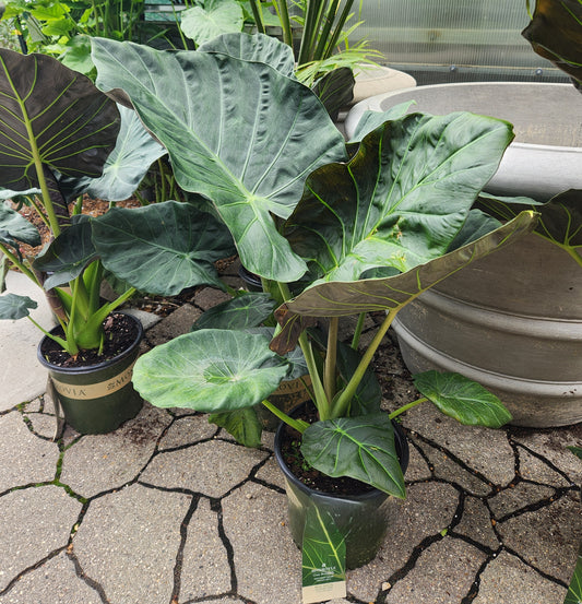 Elephant Ears / African Mask, 'Regal Shields' (Alocasia)