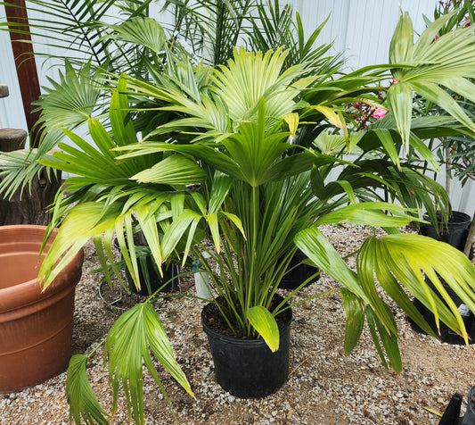 Palm, Chinese Fan (Livistona)