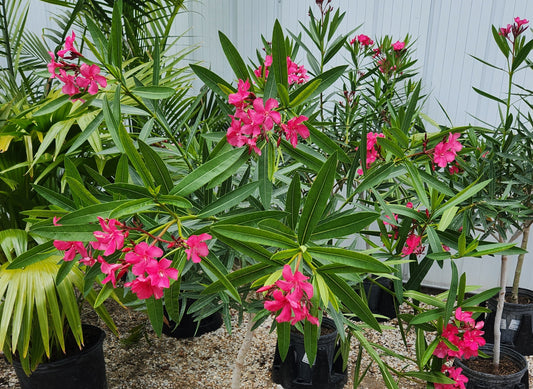 Oleander / Rose Laurel (Nerium) Patio Tree