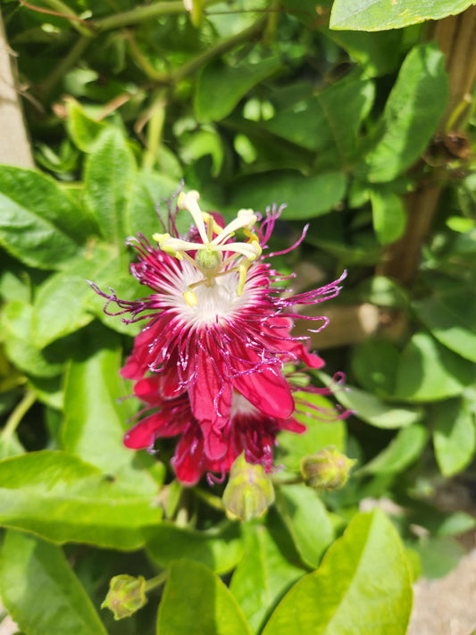 Vine, Passion Red (Passiflora)