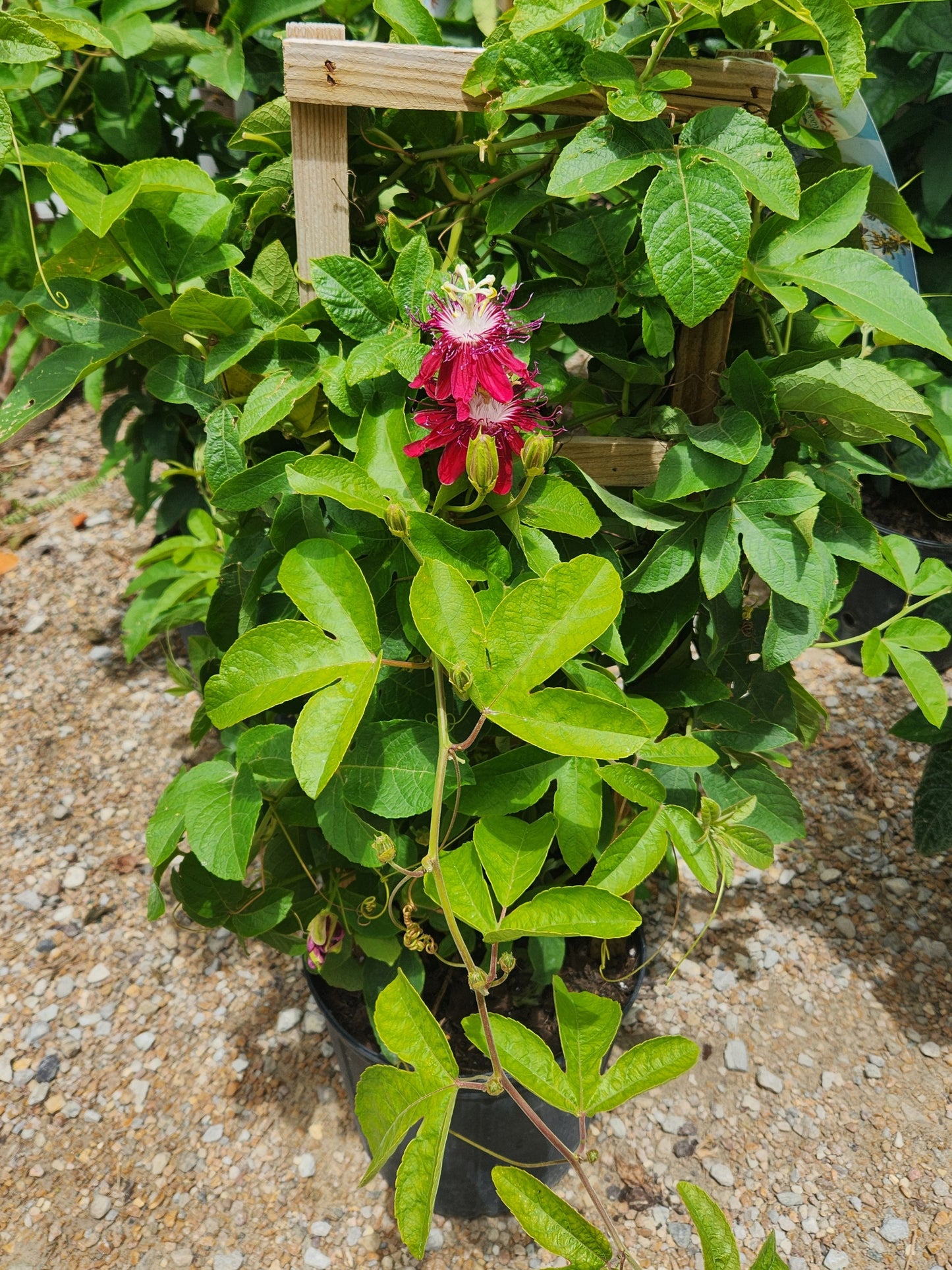 Vine, Passion Red (Passiflora)