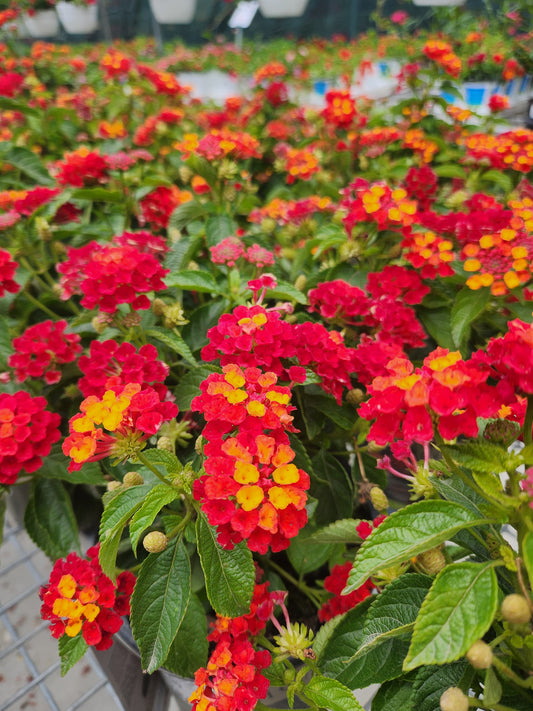 Calico Bush 'Fiesta Picante' (Lantana)