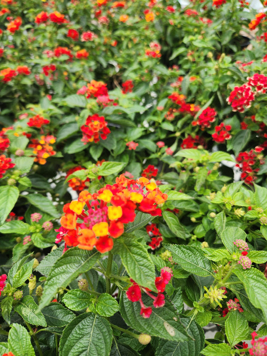 Calico Bush 'Fiesta Paloma' (Lantana)