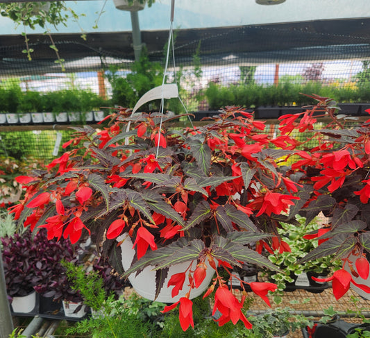 Begonia, Bolivian Trailing (Begonia)