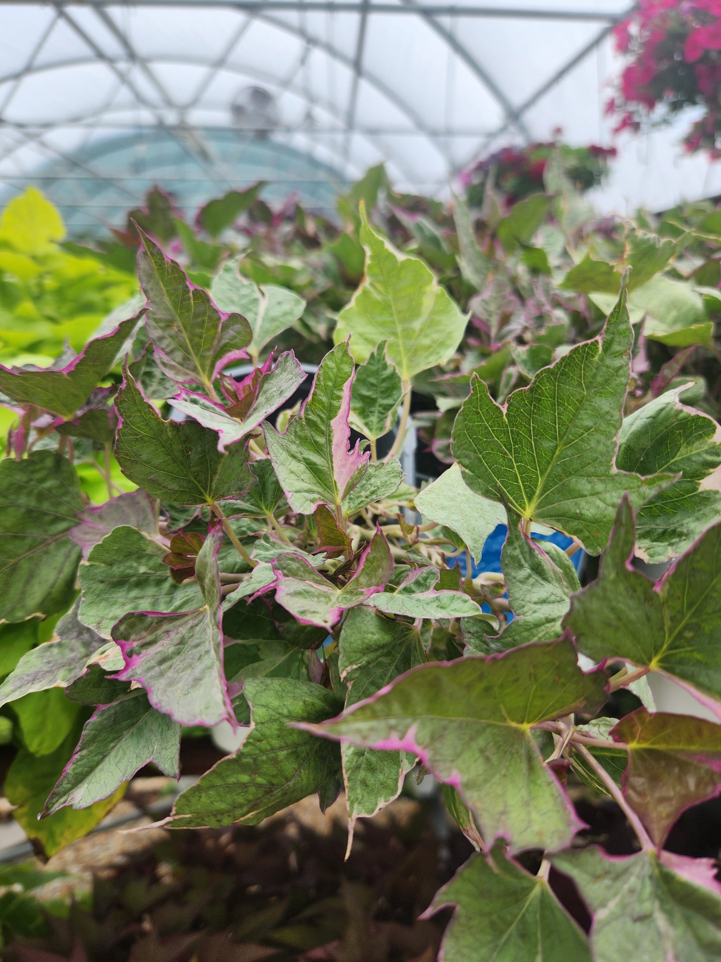 Potato Vine, Ornamental (Ipomoea)