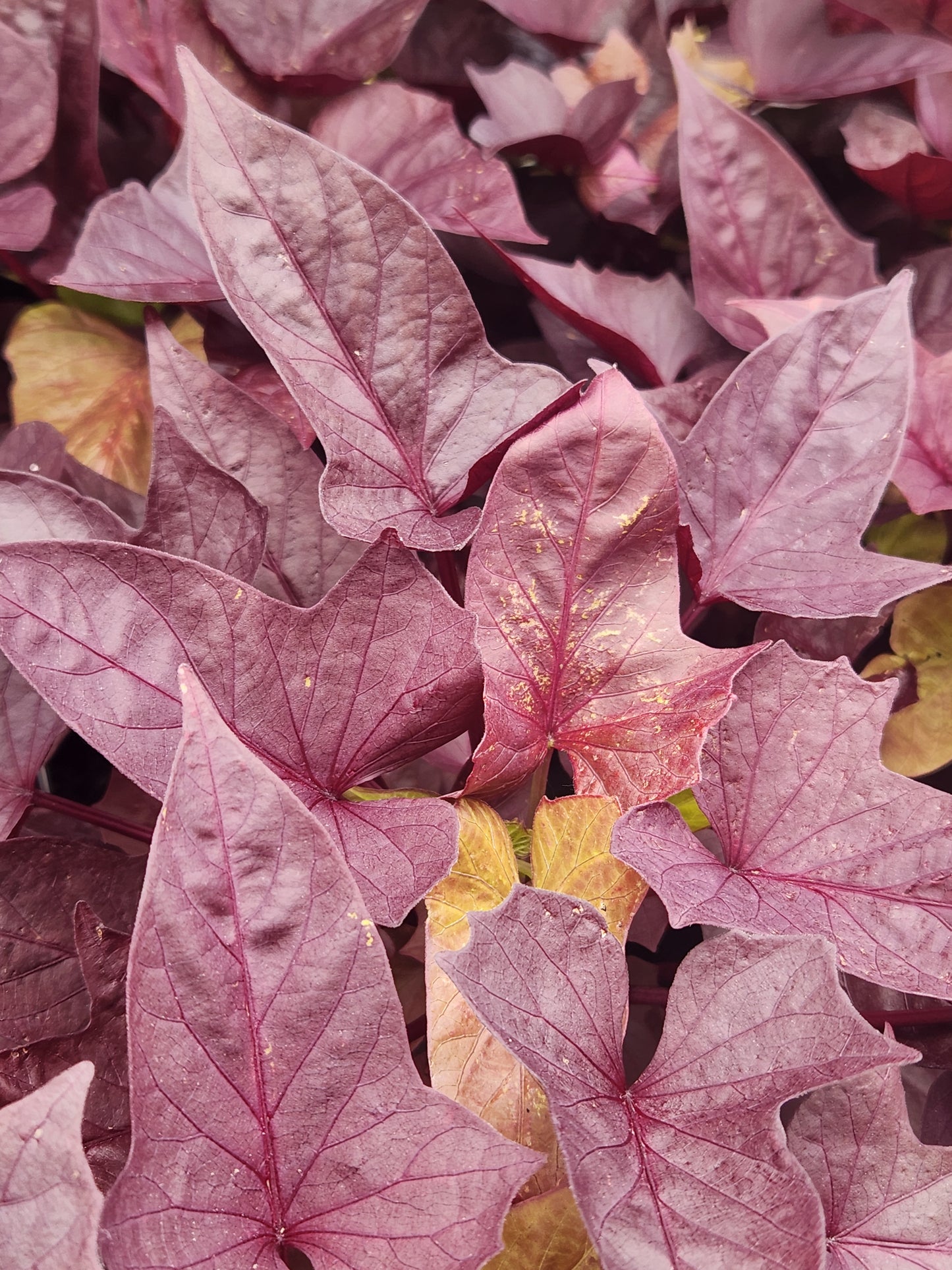 Potato Vine, Ornamental (Ipomoea)