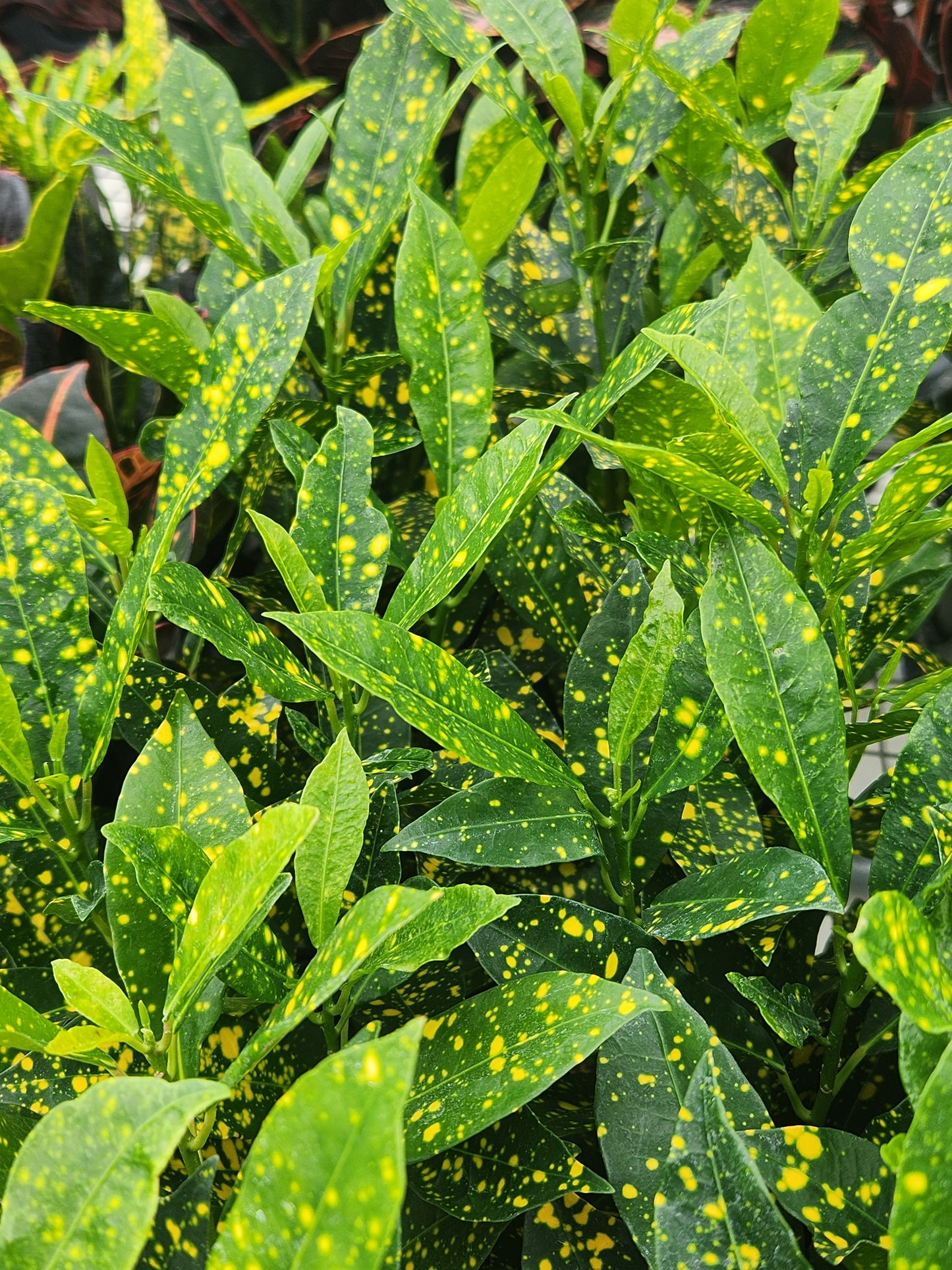 Croton, Variety (Codiaeum)