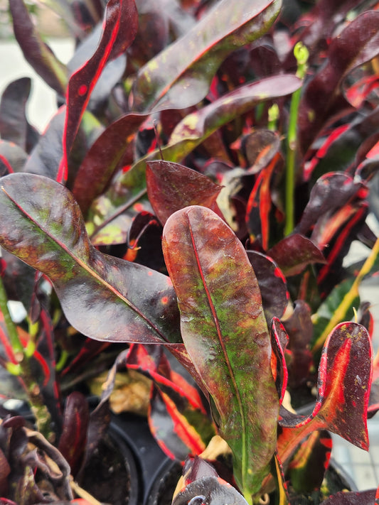 Croton 'Mammy' (Codiaeum)