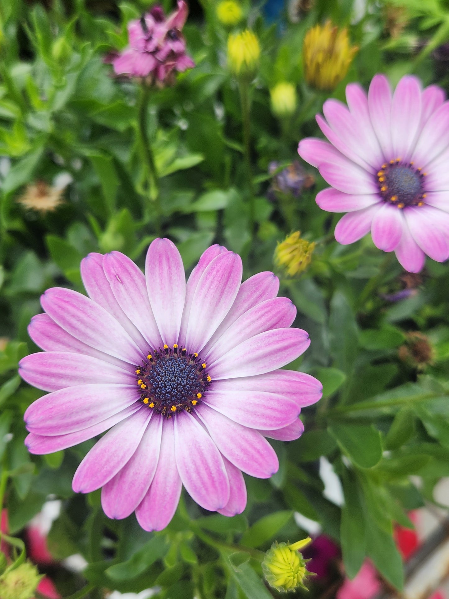 Daisy, African (Osteospermum)