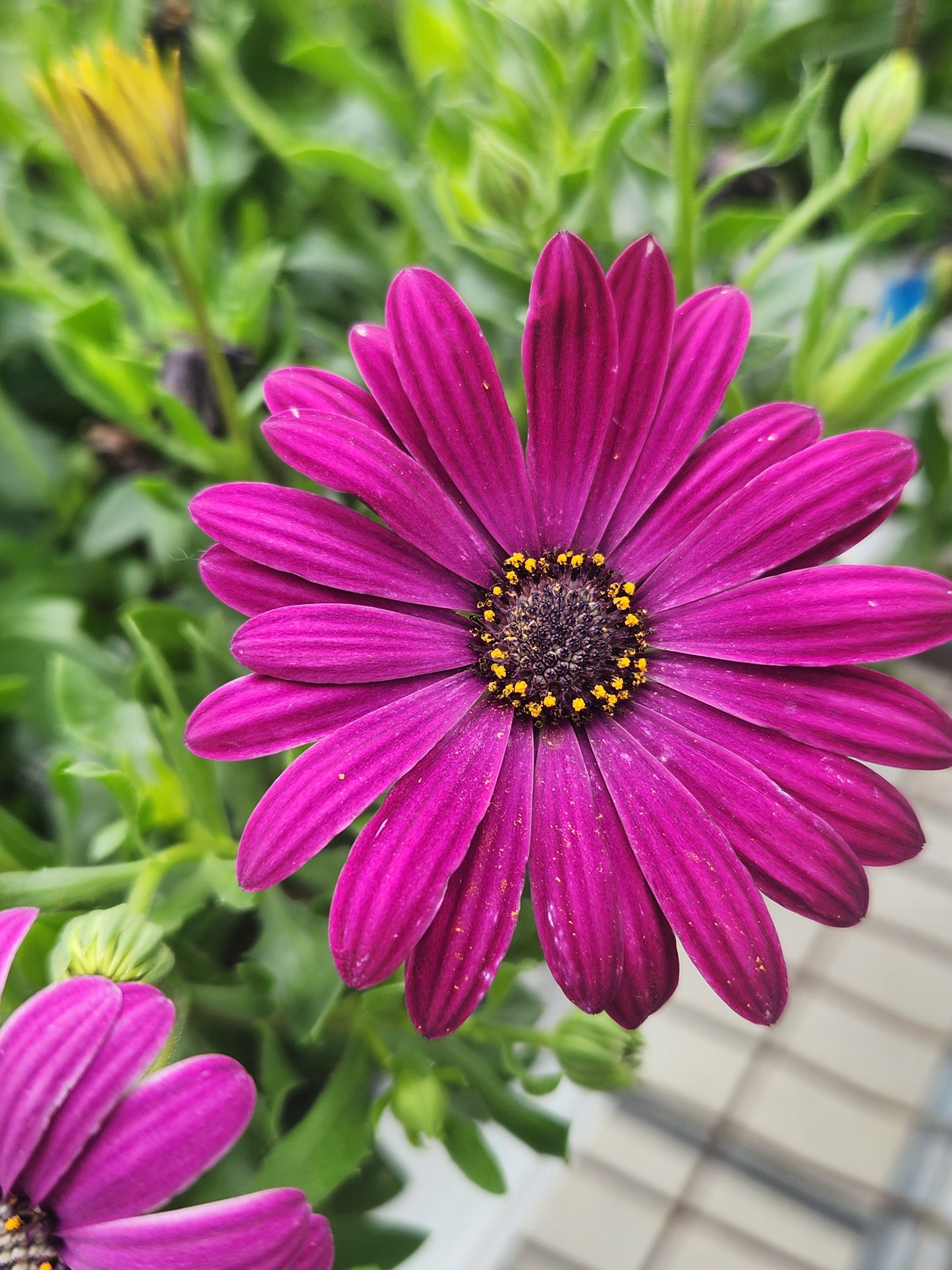 Daisy, African (Osteospermum)