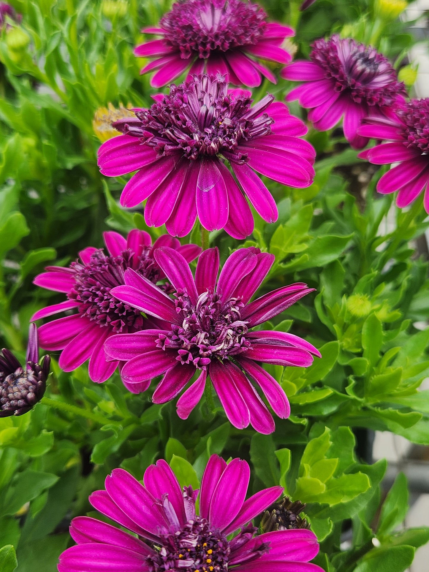 Daisy, African (Osteospermum)