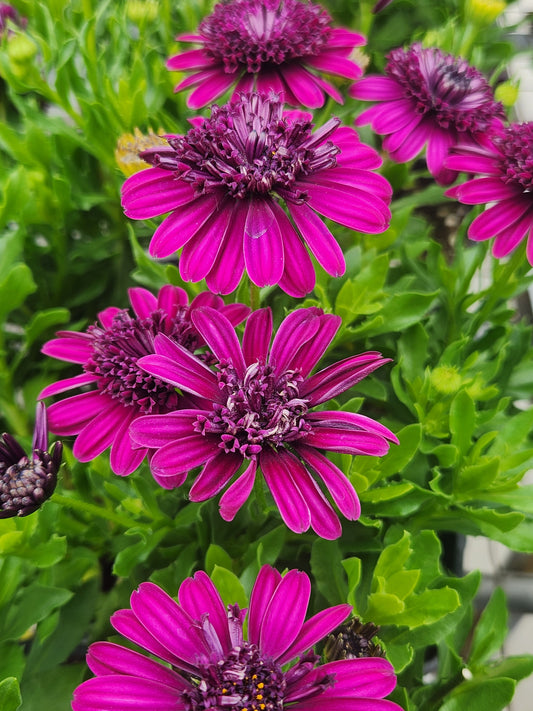 Daisy, African (Osteospermum)