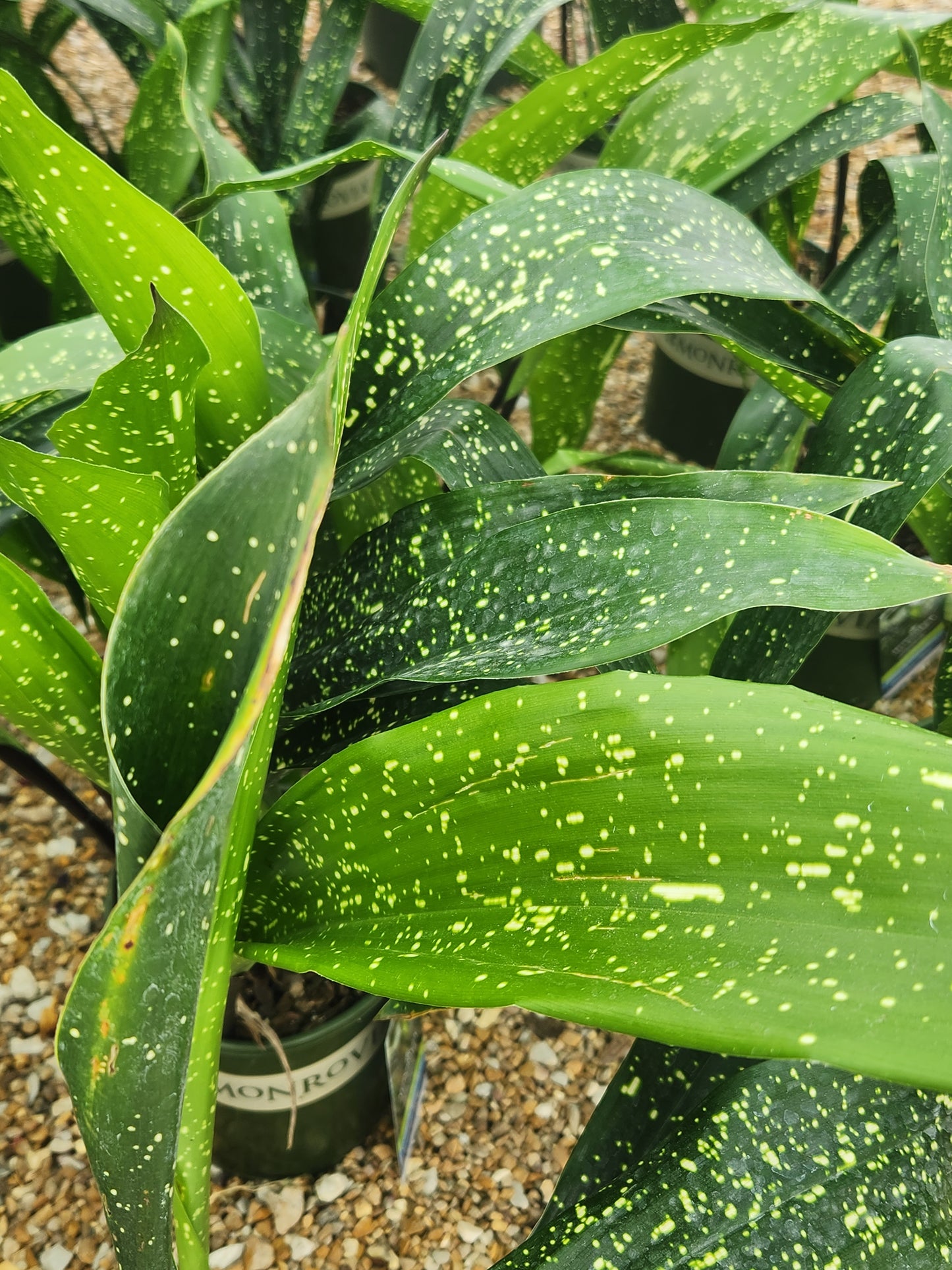 Cast Iron Plant 'Spek-tacular' (Aspidistra)