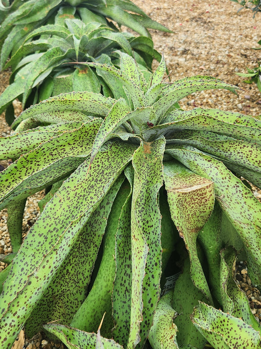 Mangave 'Inkblot' (Manfreda & Agave Cross Hybrid)