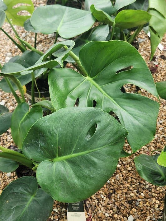 Philodendron, Dwarf Swiss Cheese 'Tauerii' (Monstera)