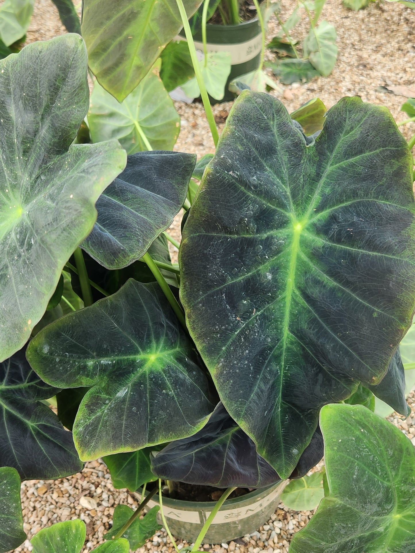 Elephant Ears / Taro 'Illustris' (Colocasia)