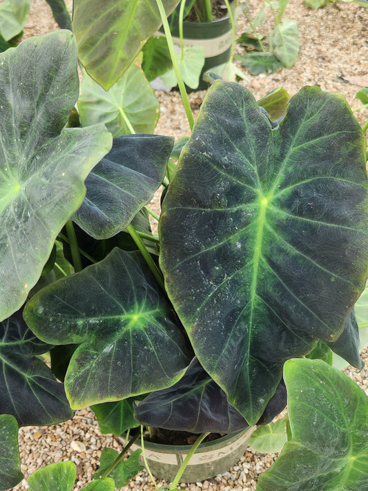Elephant Ears / Taro 'Illustris' (Colocasia)